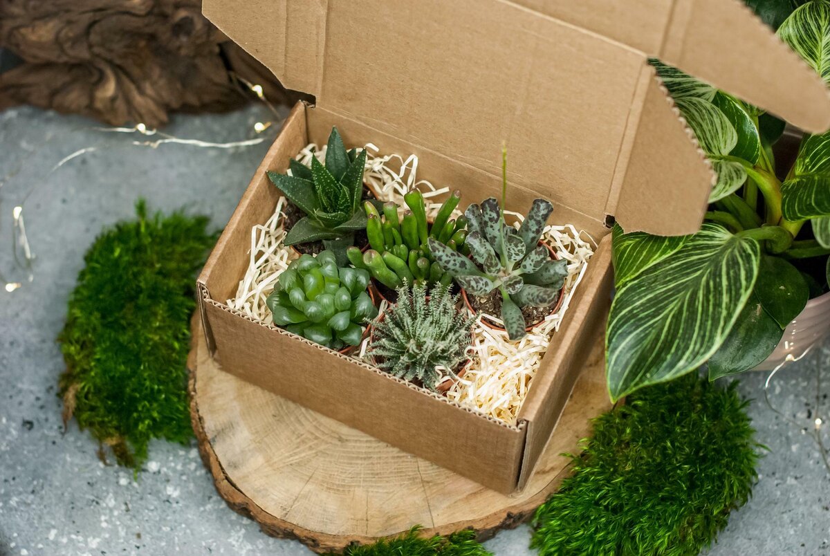 Несмотря на то, что суккулентам нужно хорошее освещение есть те, которые переносят и затененные участки