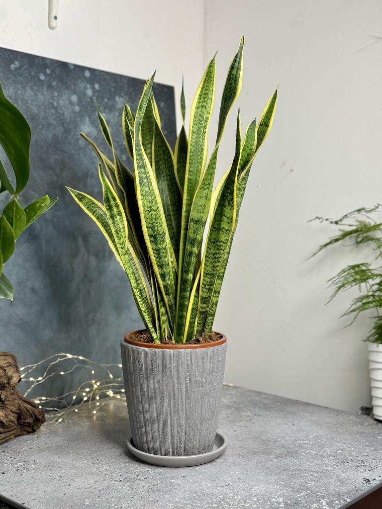 Сансевиерия, по-другому "Тещин язык" или "Щучий хвост"