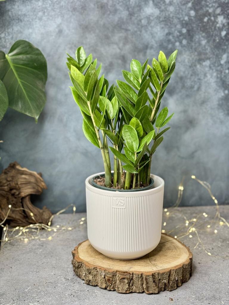 Замиокулькас, "Долларовое дерево"