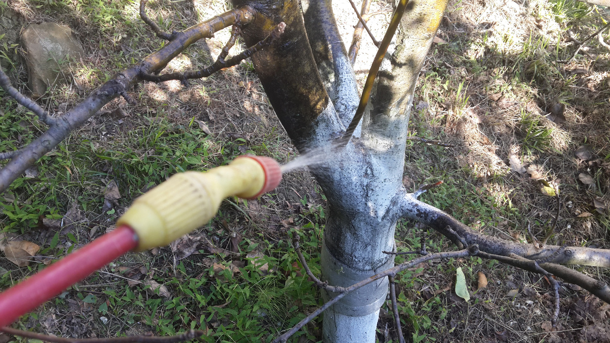 Календарь садовода‑огородника: Что нужно успеть сделать с 29 октября по 01 ноября 2025 года