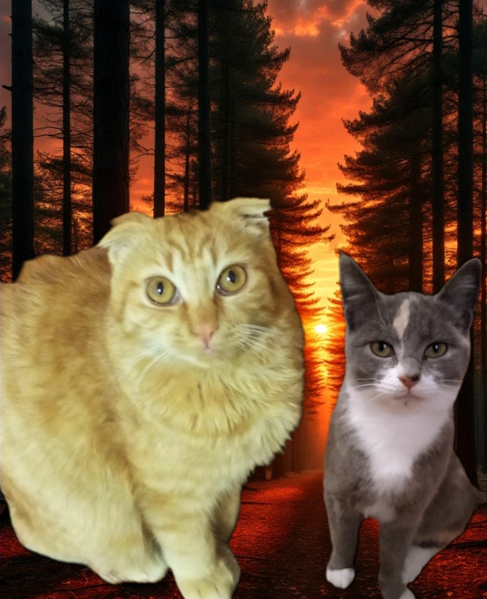 Встреча Дымки и Персика