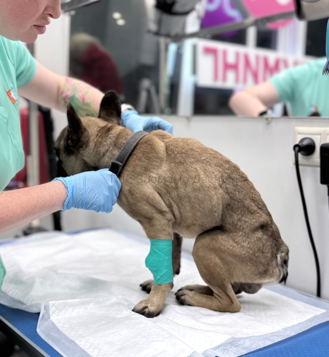 Федечка в первые сутки в клинике💔
