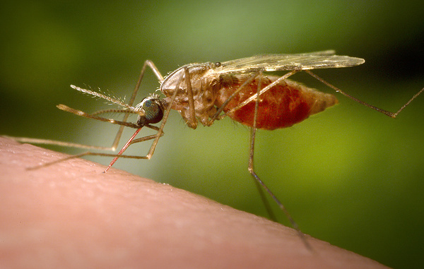 James Gathany/CDC via AP