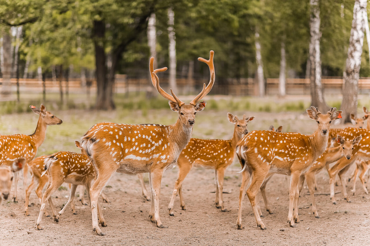 На территории есть несколько экотроп, длина Оленьей — 1,4 километра. Фото: «Лосиный остров» / Яндекс Карты