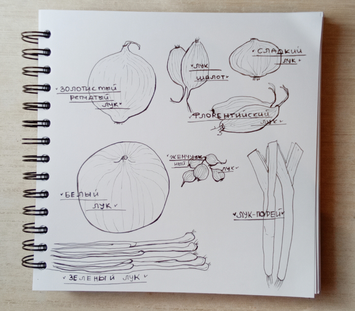 Инктобер 2025. День 27 - лук