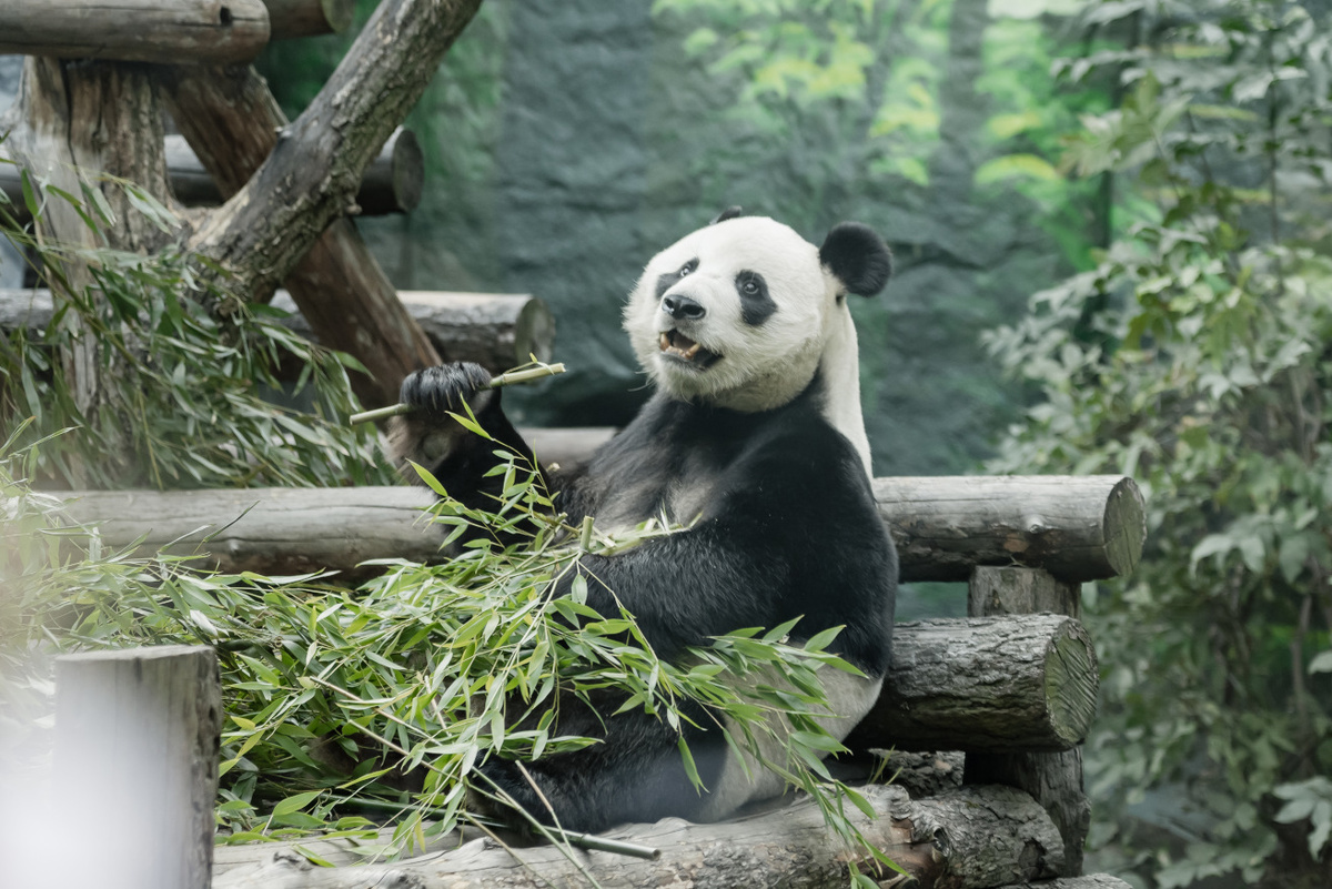 ФОТО ПАНДЫ https://service.ag.mos.ru/static-poll/202510-6biLiex9m7x7RMPWbZZcu3XWki4p2LVVZGgRxzNQ.jpg