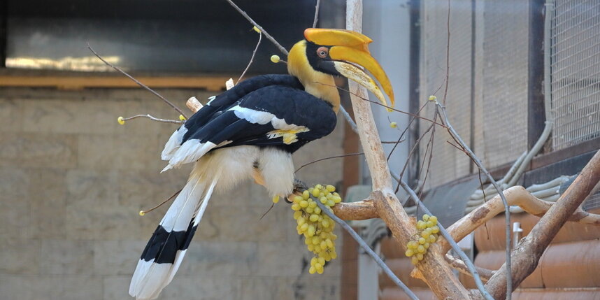    предоставлено пресс-службой Ленинградского зоопарка