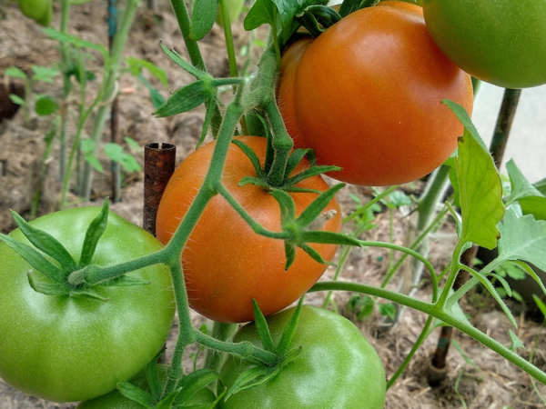 Помидоры на грядке. Фото автора