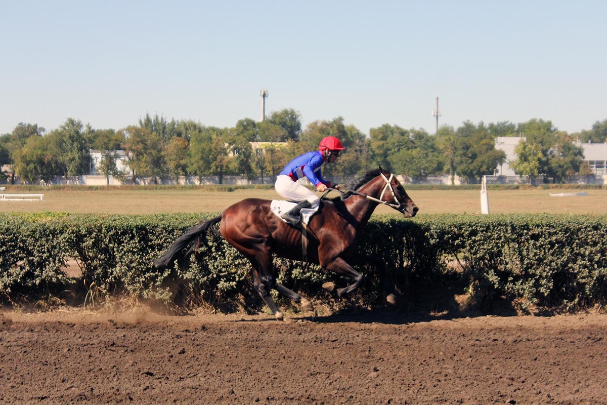    Скачки на Кубок губернатора Ростовской области //Фото: Полина Сидоркова