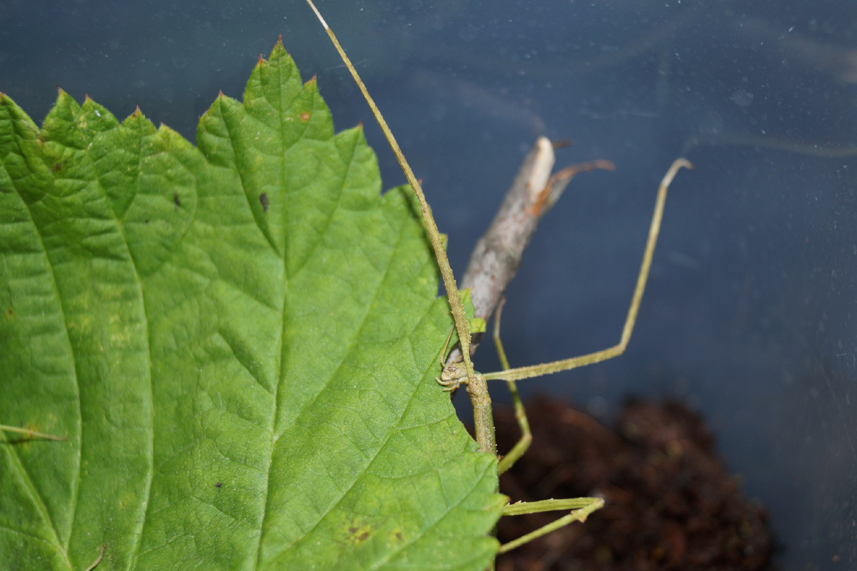 Палочник ест малиновый листок