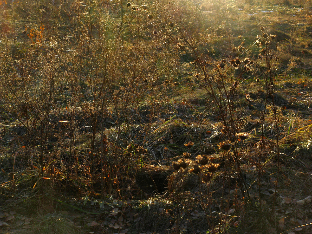 Паутина. Что-то очень красивое в конце октября. Фото: Марина Н. Макарова, Омск, 28окт25.