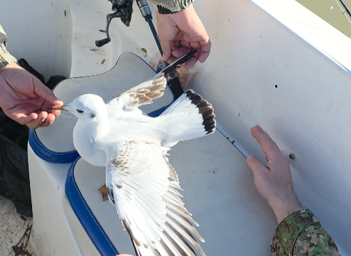Спасение чайки