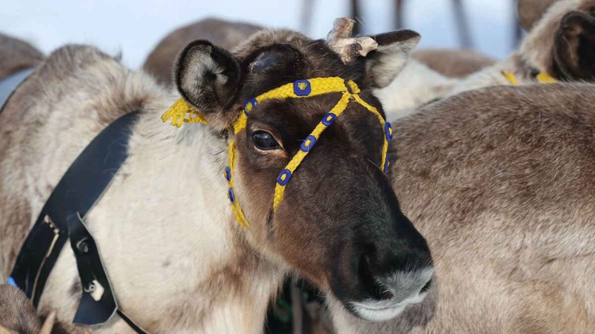    Фото: Андрей Ткачев/«Ямал-Медиа»