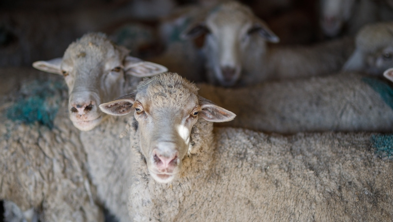      Фото: Дмитрий Ахмадуллин / / ИА «Победа26»