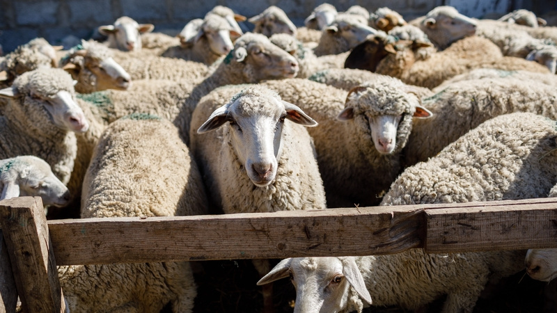    Сегодня осеменено 60,3 тыс. овцематок Фото: Дмитрий Ахмадуллин / / ИА «Победа26»