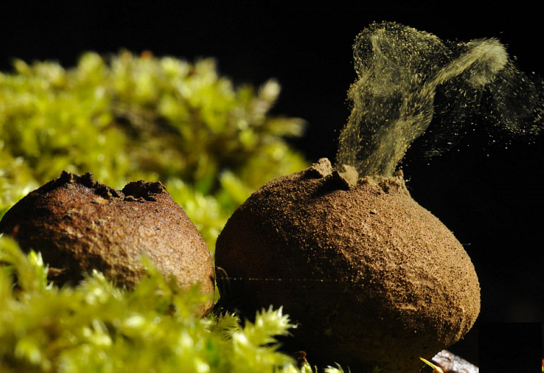 Фото из интернета