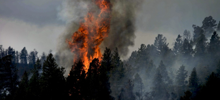 Леса в Забайкальском крае горели с начала мая до августовских проливных дождей / Фото: pxhere.com
