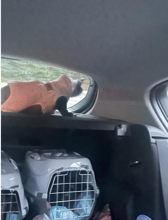 Это мы сняли доп хомуты, чтобы выпустить кошек из переносок и напоить. Потом переноски закрыли, а одна кошка как-то выбралась.