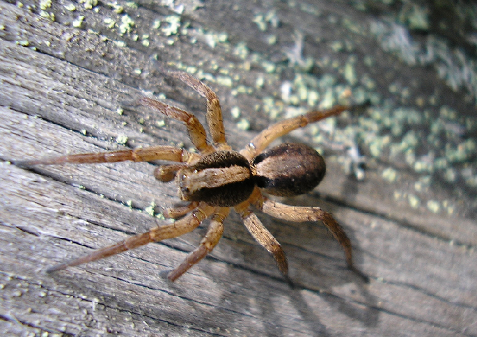 Речь пойдет не о нем, но уж больно красив