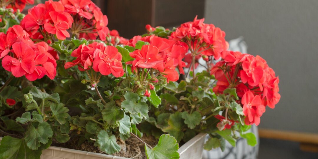 2 г на литр воды и желтеющая герань в миг оживёт, зазеленеет и зацветет