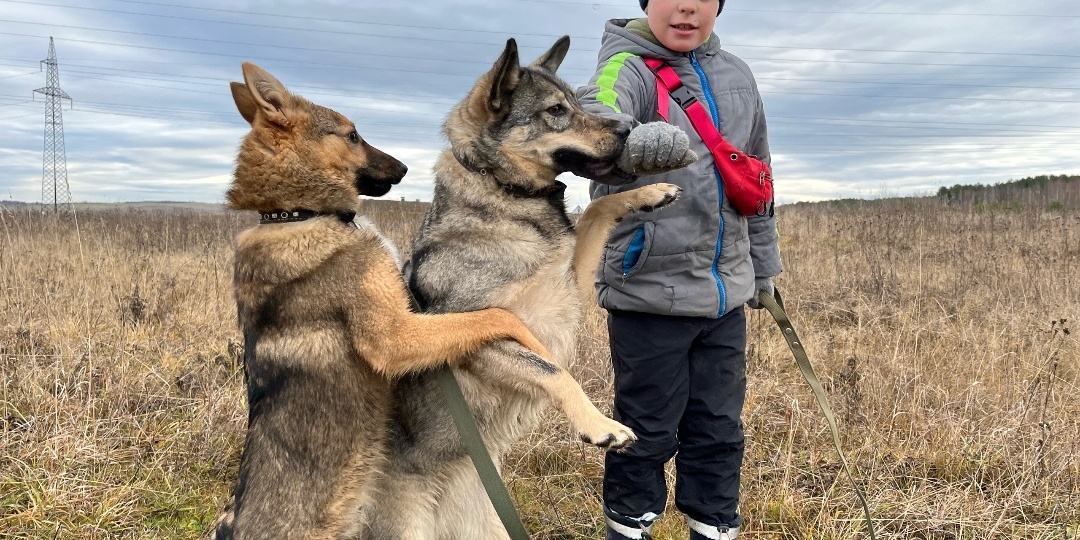 3 раза были в пролете, а в этот раз победили. Приют выиграл 100 кг корма премиум класса
