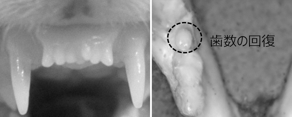 Новые передние зубы хорька (слева) и новый зуб мыши (справа), прошедших лечение препаратом для восстановления зубов