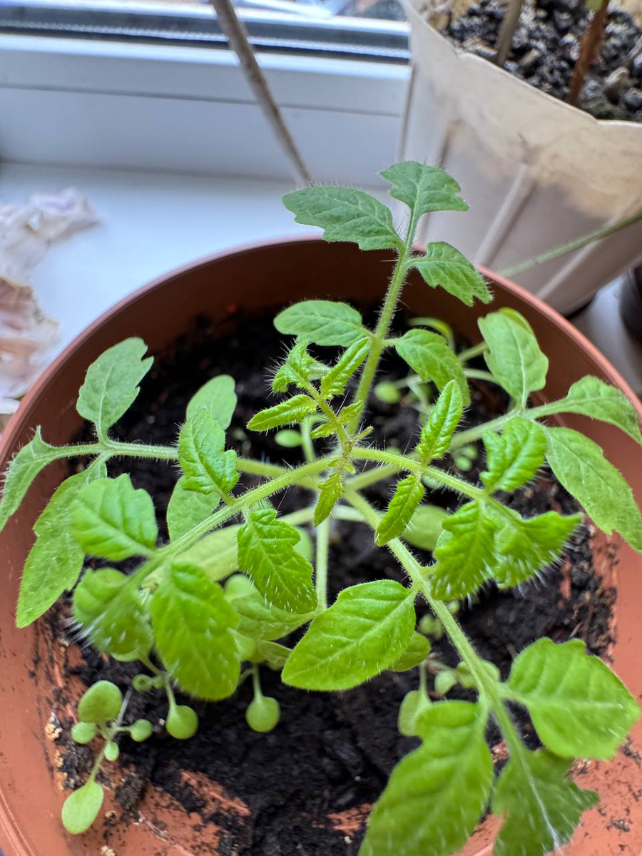 Рудбекия – канал про цветы.