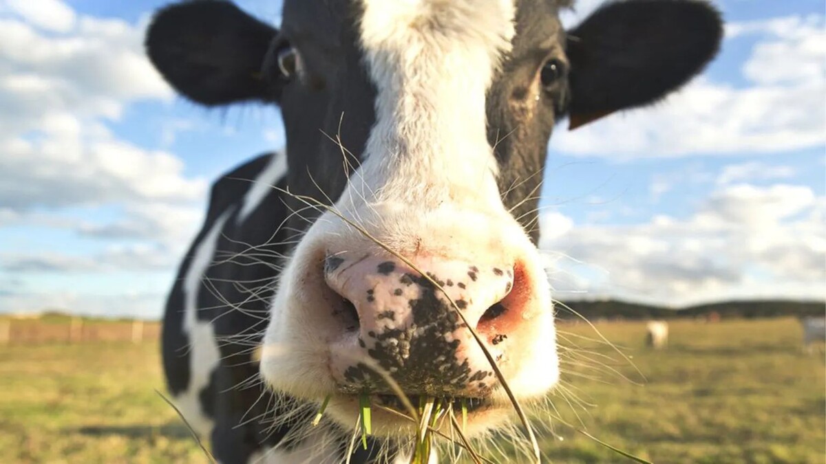 Источник фото - bbc.com