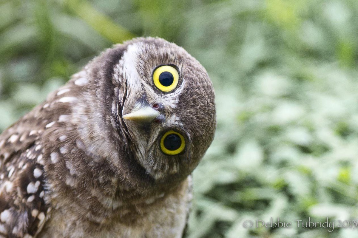 По сути, я ее и узнала по этой привычке крутить голову. 