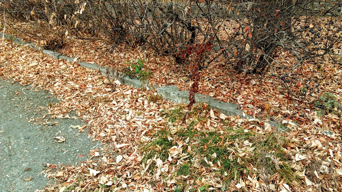 Опавшия листва !