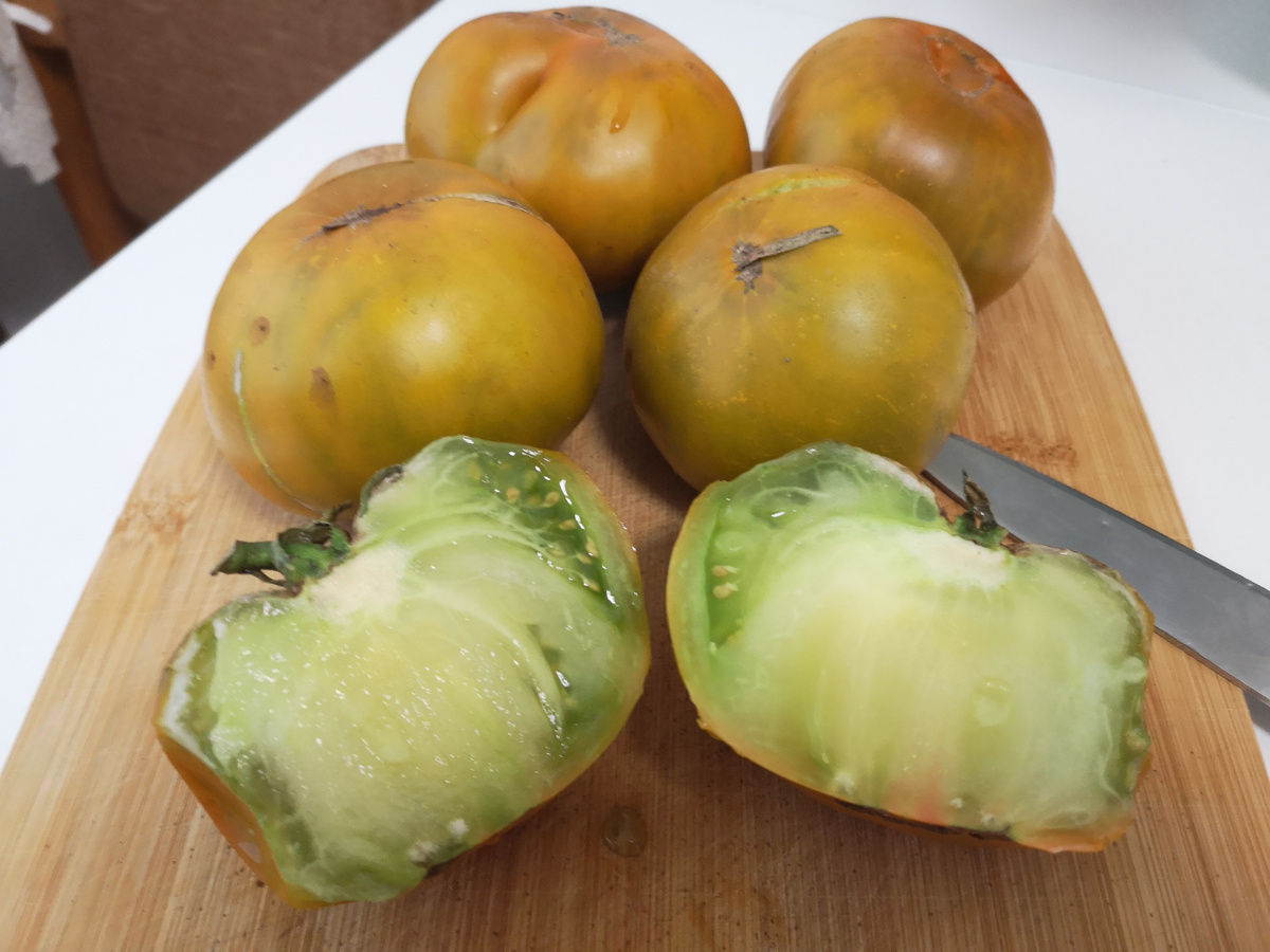 Томат сорта "Золото чероки грин" летом 2024