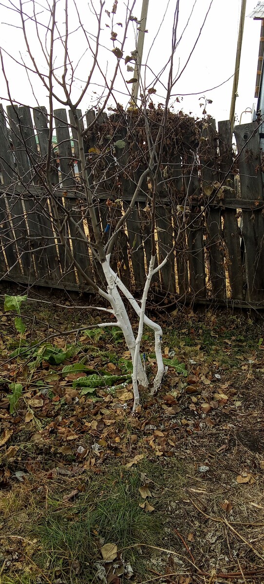 Моя яблонька . побелена и ей легче будет зимовать .