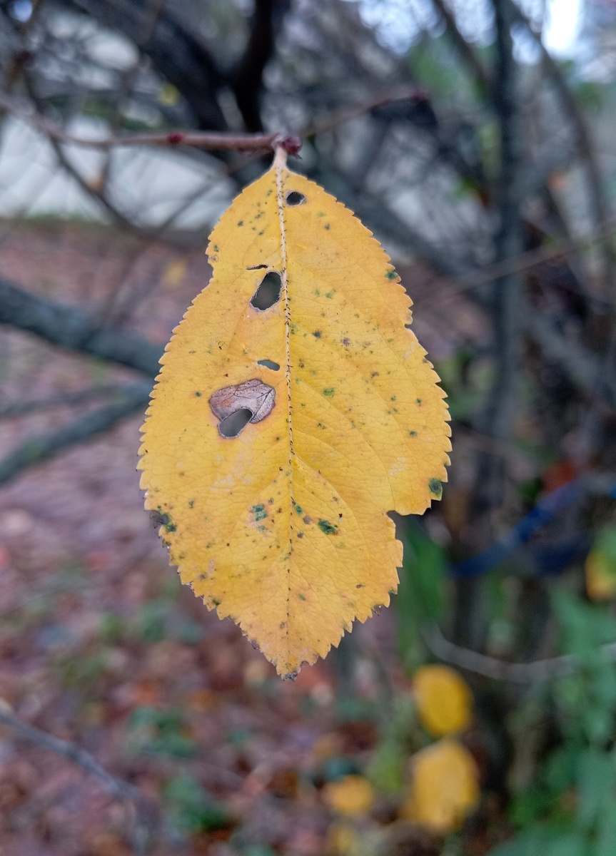 На аронии последние листочки :) 