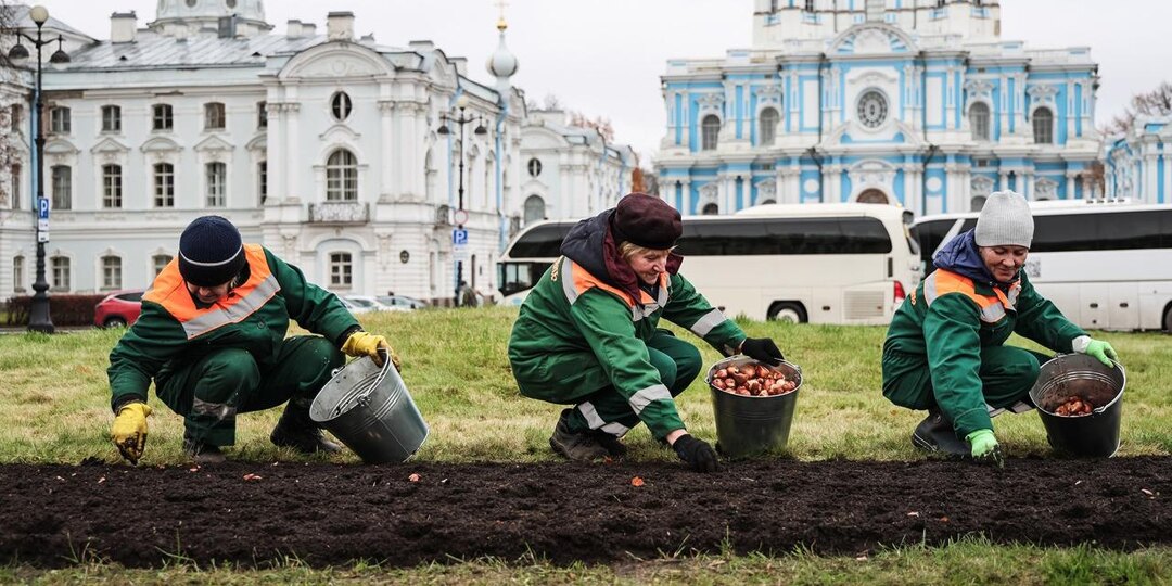 В Петербурге к весне 2026 года посадят порядка 300 тыс. цветов