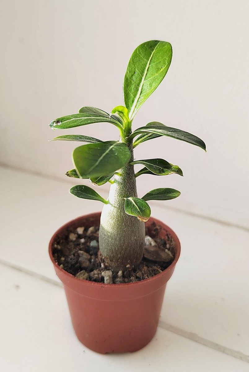 Мой малыш. Немного подсохли нижние листики, но в целом чувствует себя прекрасно. Потому что выпускает много листьев сверху. 