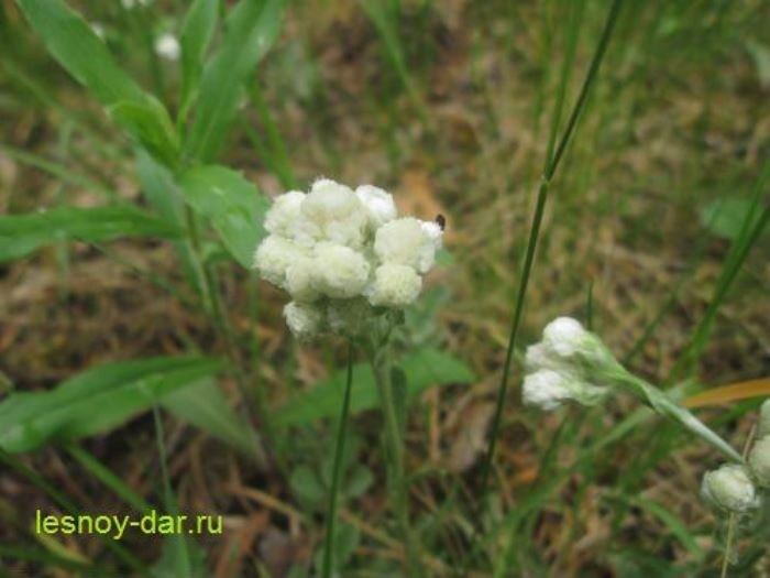 Соцветия кошачьей лапки двудомной (фото с блога "Лесная кладовая")