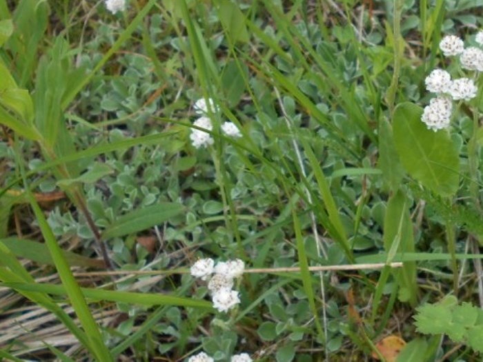 Серо-зелёные листочки принадлежат кошачьей лапке двудомной (фото из архива автора)