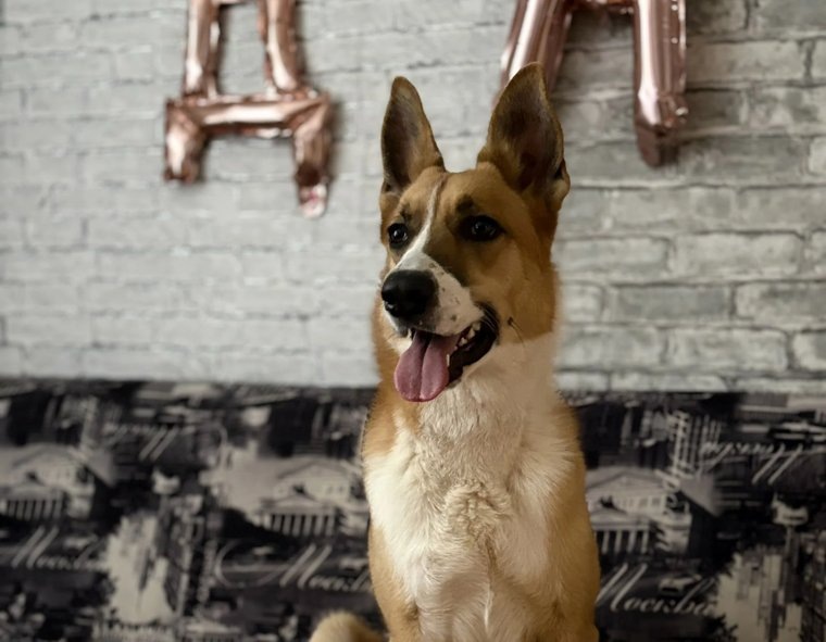     Месяц назад у бездомного пермского пса Хантера появилась настоящая семья