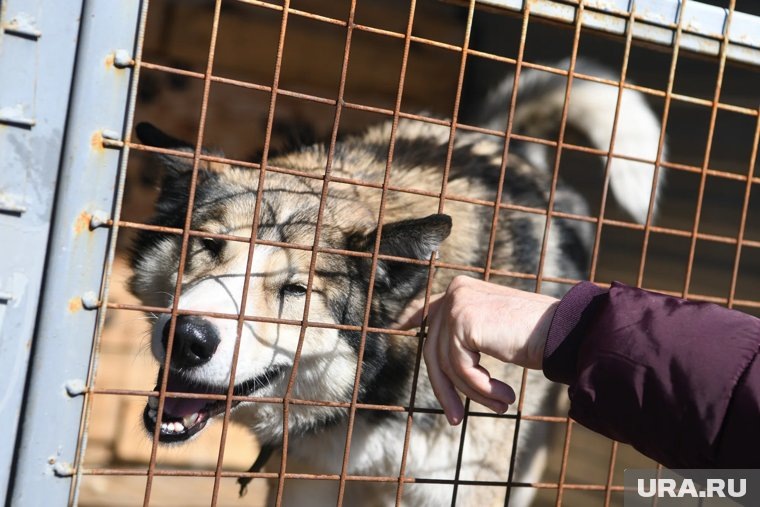    Многие собаки в муниципальном приюте содержатся в клетках поодиночке