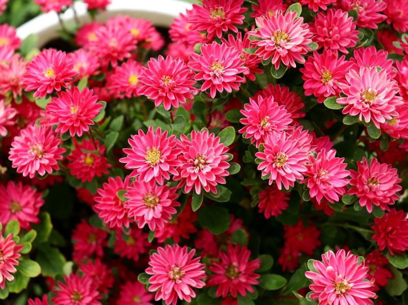 Астра «Трубадур». Источник фото: https://www.biotechnica.ru/ispitaniya-sortov/trubadur