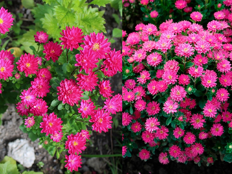 Астра «Трубадур». Источник фото: https://sad70.ru/shop/goods/astra_kitayskaya_trubadur_brayt_red_30_sht_biotehnika-117177