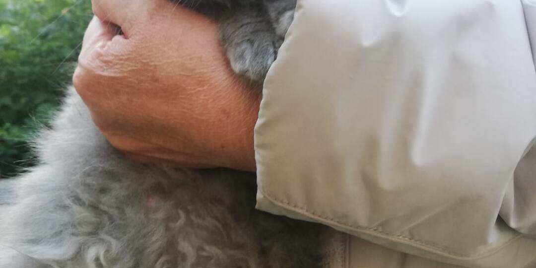 Спасите с улицы!