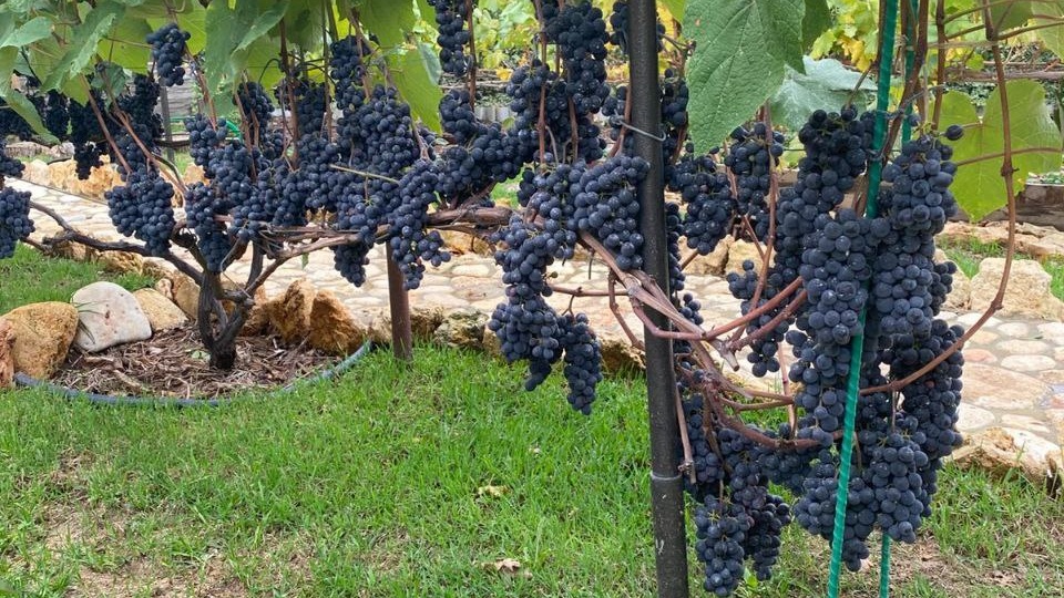 Виноградные вопросы: обрезка осенью, хранение винограда зимой