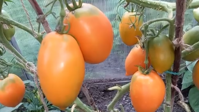 Обещали гигантов, получили малышей