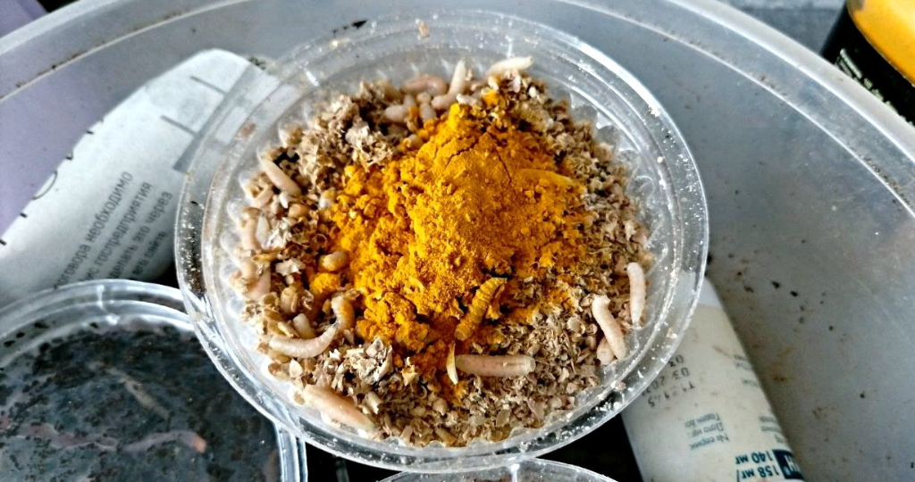 Реакция подлещика на опарыша с куркумой