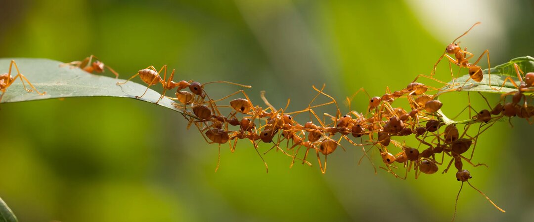 🐜 Муравьи — крошечные гении, которые управляют целыми империями