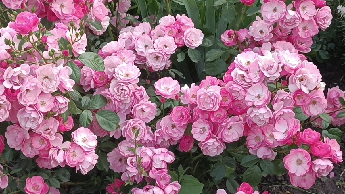 Роза Ангела (Angela)