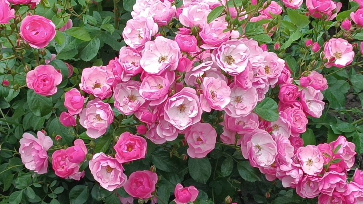 Роза Ангела (Angela)