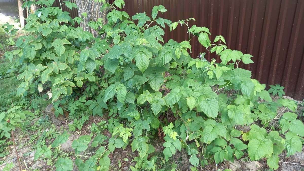 Правильно перезимовавшая малина в марте - живые побеги без подмерзаний