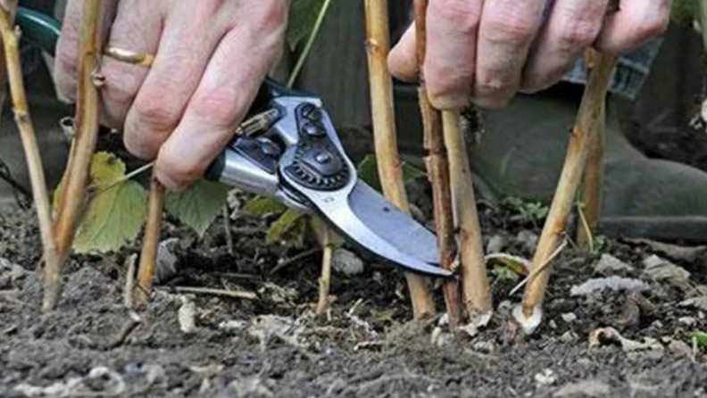 Запомнил главное правило осенней обрезки малины. Кусты перезимовали отлично